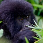 Gorilla Trekking in Rwanda