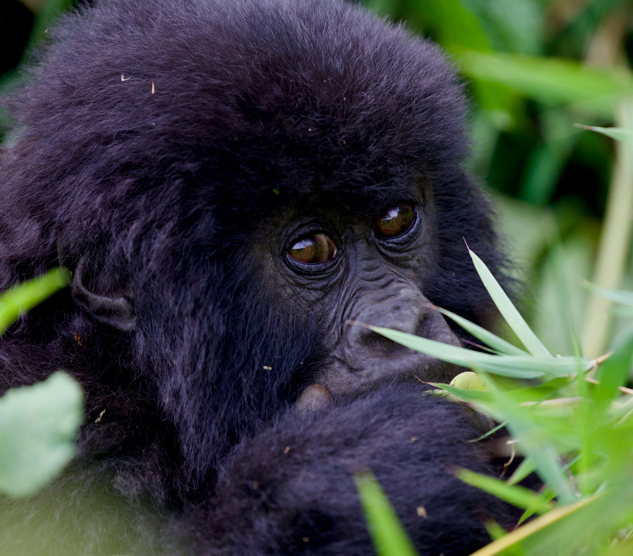 Gorilla Trekking in Rwanda