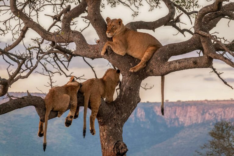 Tree Climbing Lions in Uganda