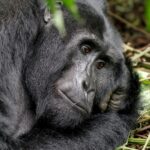 Best-Time-For-Gorilla-Trekking-in-Rwanda