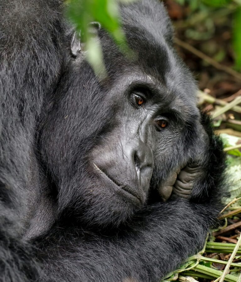 Best-Time-For-Gorilla-Trekking-in-Rwanda