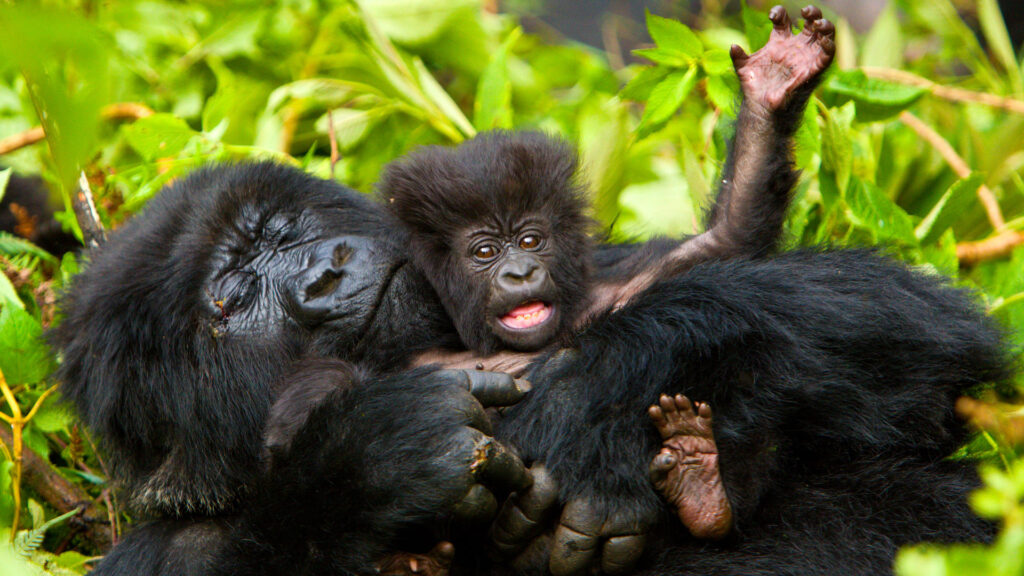 Observing gorillas following gorilla trekking rules