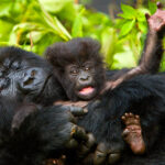 Observing gorillas following gorilla trekking rules
